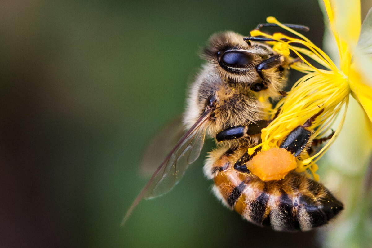 Bee